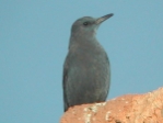 pBlueRockThrush.jpg